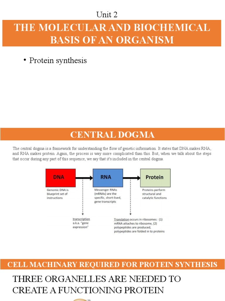 Protein Synthesis | PDF | Translation (Biology) | Messenger Rna