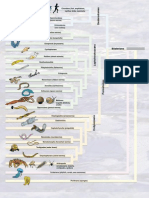 ANIMAL EVOLUTION A View From The Genome