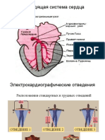 Презентация по ЭКГ