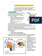 anatomia y fisiologia aparato respiratorio pc