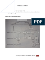 Muscular System: Muscles