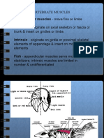 MUSCULAR Comparative Anatomy of Vertebrate Muscles