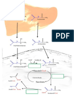 3.3.Uso-cuerposCetonicos.pdf