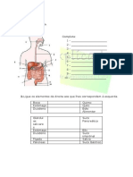 A.2.1 - Sistema Digestivo Humano - Ficha de Trabalho