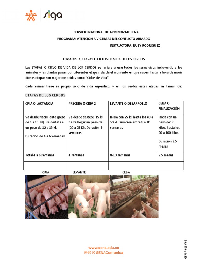 Tema #2. Etapas y Manejo de Los Cerdos | PDF | Cerdo doméstico | Destete