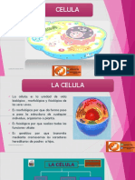 Celula PDF