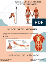 Componentes Musculares Del Tronco y Extremidades