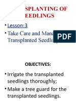 Transplanting of Seedlings