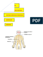 Medula Espinal