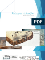 Rhizopus Stolonifer