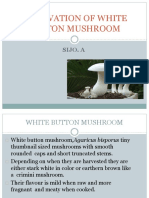Cultivation of White Button Mushroom