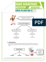 El Reino Plantae Gimnospermas para Seguno de Secundaria