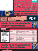 Cálculos de Ncesidades de Energía y Macronutrientes. Reyes Silverio Stefani Perlita.