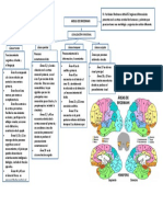 Areas-de-Brodmann Del Cerebro Esquema