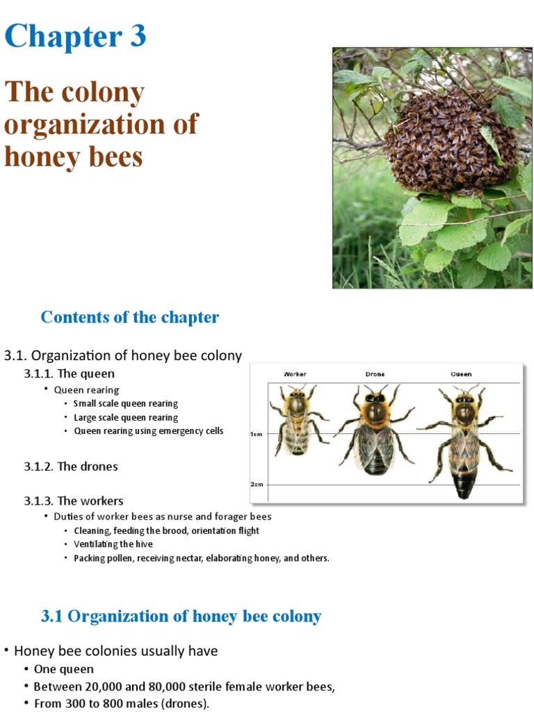 1. History of Bee keeping-1.pptx