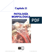 21 Patología Morfológica