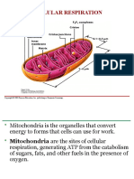 Cellular Respiration