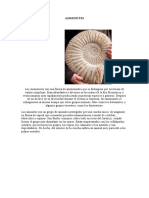 AMMONITES