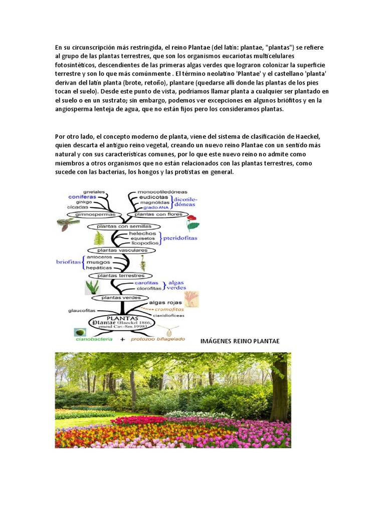 Características del Reino Plantae | PDF | Hogar, jardinería y bricolaje