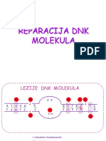 Reparacija DNK PDF
