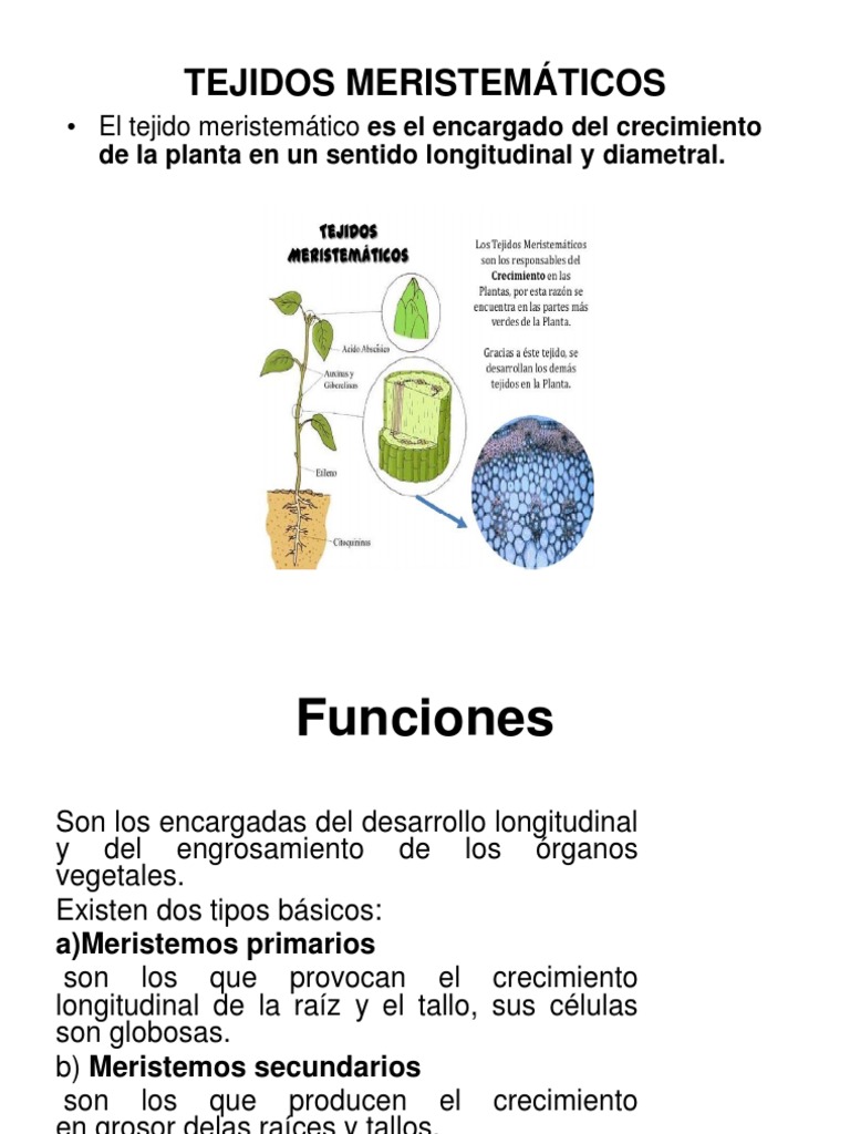 Tejidos Meristemáticos | PDF | Raíz | Tallo de la planta