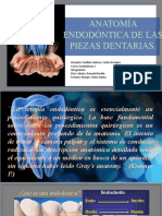 Anatomia Endodoncia
