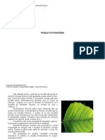 Fazele Fotosintezei: Examenul de Bacalaureat 2010 Proba de Evaluare A Competenţelor Digitale - Document de Lucru