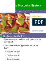 The Muscular System: Essentials