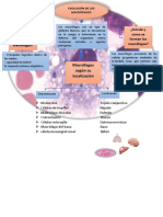 Evolucion de Los Macrofagos PDF
