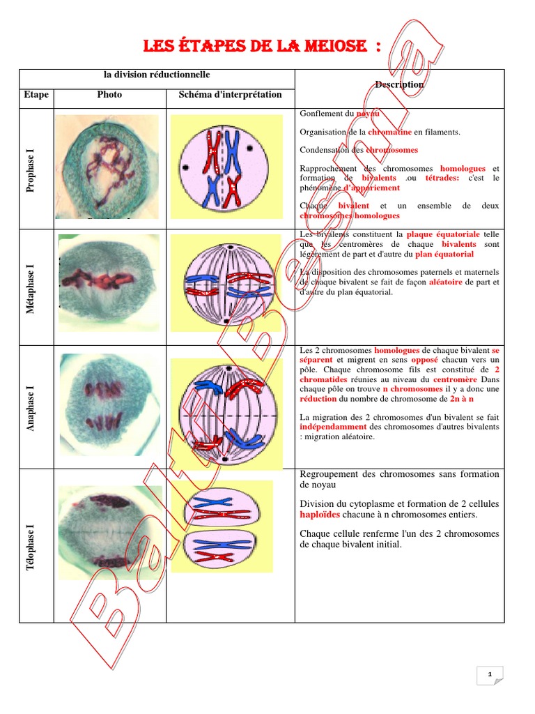 La méiose est une double division cellulaire, réductionnelle puis  équationnelle, dans laquelle une cellule diploïde à 2n chromosomes donne  naissance à 4 cellules haploïdes à n chromosomes. Elle comprend deux  divisions du, image size:768x1024