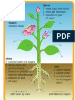 Plant Structure Labeled