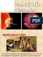 Reproducción Humana