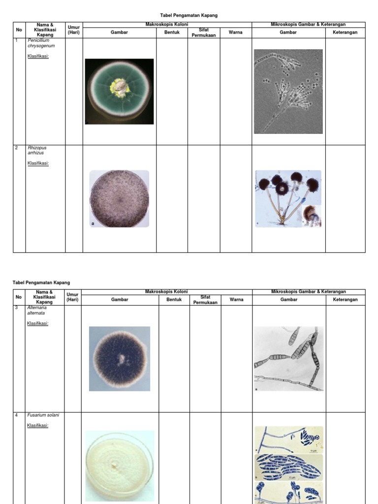 Tugilgandan keyin ayolning qinining fotosurati