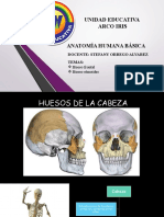 Anatomía Semana 6