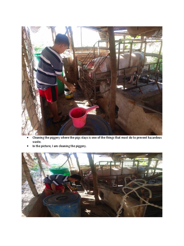 Cleaning The Piggery Where The Pigs Stays Is One of The Things That ...