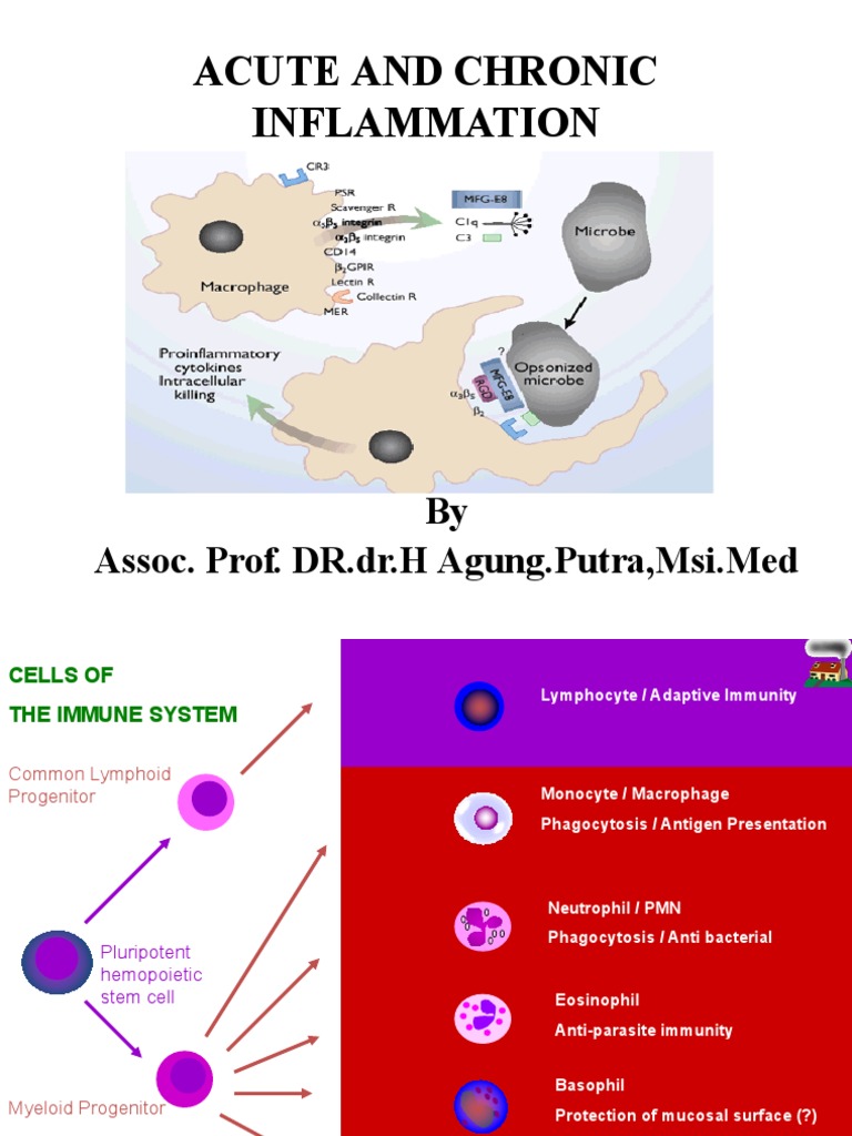 Acute and Chronic Inflammation | PDF | Cell Adhesion | Inflammation