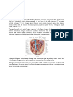 Anatomi Ginjal, Ureter, Vesica Urinaria