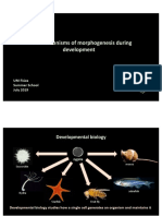 Basic Mechanisms of Morphogenesis During Development: UM Fiúza Summer School July 2019