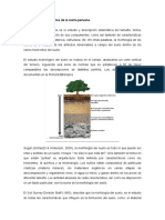 Morfologia suelos sierra (1).docx