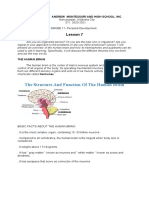 The Structure and Function of The Human Brain: Lesson 7