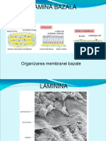 Lamina Bazala PDF