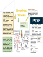 Parasito facultativo Strongyloides stercoralis