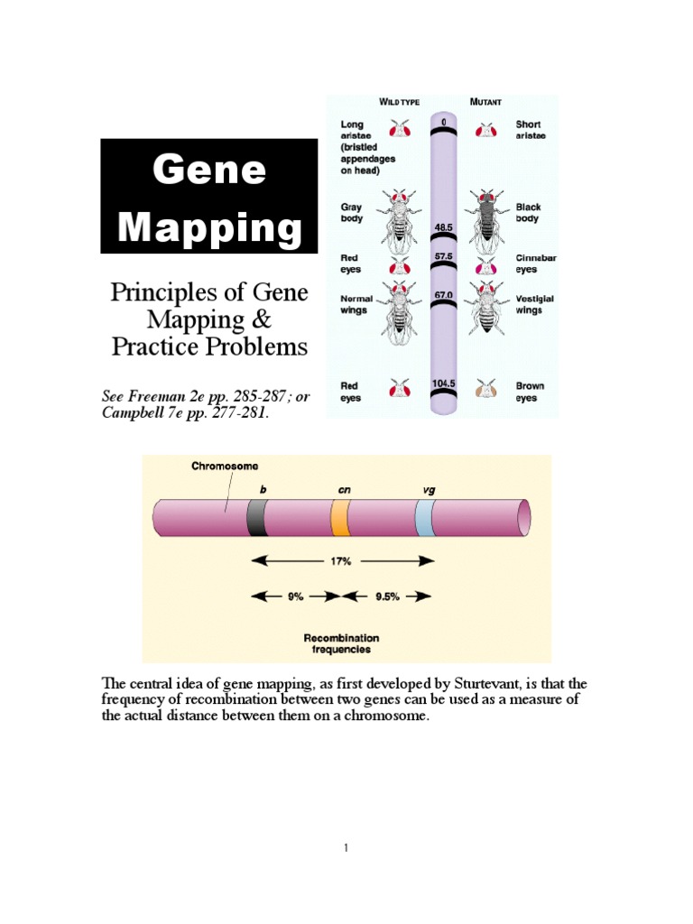 Gene Mapping  Genetic Linkage  Dominance (Genetics)