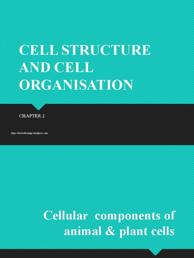 Cell Structure and Functions Explained | PDF | Endoplasmic Reticulum ...