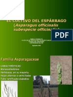 Esparrago PPT