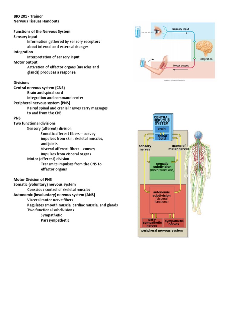 Nervous Tissues Handouts | PDF | Axon | Myelin