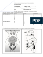 Guia 3 de Laboratorio Configuración Interna Del Tronco Encefálico