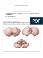 Guía 4 de Laboratorio Cerebelo Configuración Externa e Interna