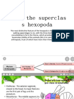 Under The Superclas S Hexopoda