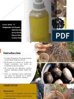 Extracción Del Aceite de Ungurahua (Oenocarpus Bataua